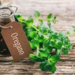 origano 1