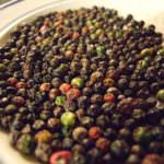piperaceae-piper-nigrum-pepper