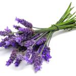 lavanda