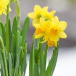 Narcis1
