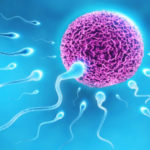 spermatozoidi (2)