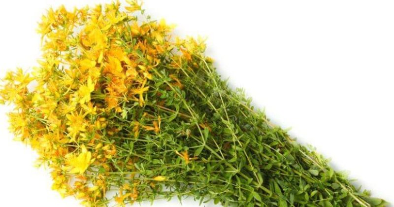 Чај од кантарион против главоболка и блага депресија - Panacea.mk