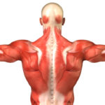 muskuli3