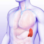 organi (4)