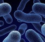 BACILLUS CLAUSII1