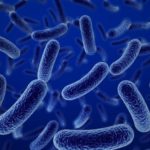 Bacillus-clausii