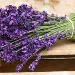 lavanda