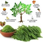 moringa