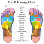 Foot reflexology chart description