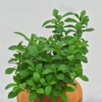 Stevia-600×600