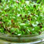 alfalfa