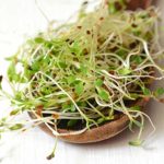 alfalfa1