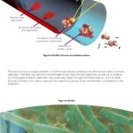 biofilm (3)
