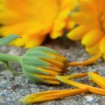 marigold-2827292_1920-678×382