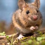 tularemija