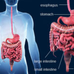 493ss_getty_rf_digestive_tract