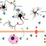 The-crosstalk-between-the-immune-system-and-the-brain-Immune-molecules-cross-the