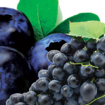 grape_cherry1-832×350