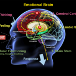 BrainWordless