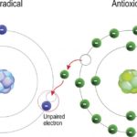 free-radicals