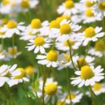 chamomile-kamilica-cvet-1024×576