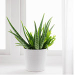 ALOE