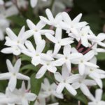 JASMIN