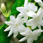 JASMIN