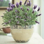 LAVANDA