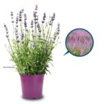 LAVANDA1