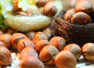 Кај лешникот сè е лековито – кората, листот, цветните реси и плодот