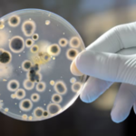 CANDIDA AURIS