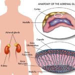 P90g3SypSIuT6tD9c9Ts_Adrenal-Gland-Diagram