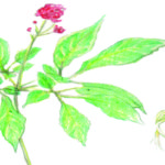 ginseng_lrg (1)