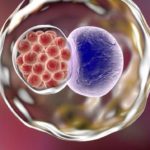 Chlamydia bacteria, illustration