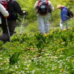 Walking in nature. (iStock)