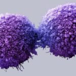 Pancreatic cancer cells