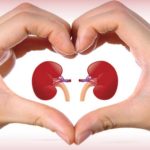 ek_Kidneys-uniquefacts-net