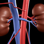 kidney