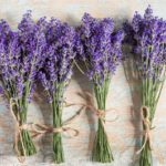 Lavander