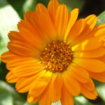 neven