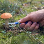 mushroom orange-cap boletus with an hat