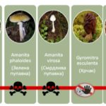 pecur (1)
