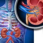 Kidney_RS7639_sy_human_kidney_cl_A13876622_clean_2017-800×450