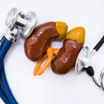 Medical concept in nephrology and kidneys with adrenals examination. Anatomical figure copy of kidneys with adrenals gland is surrounded by two heads of stethoscopes, which examined it top view