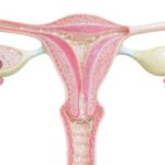 Female reproductive system isolated on white background with clipping path