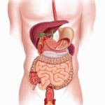 digestive-system-cutaway_small