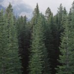 evergreen-tre-832×350