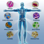 immune-system