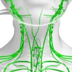 Lymphatic system of  female body